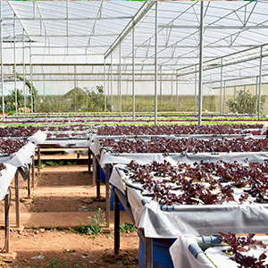film perforato di messa a terra, film della barriera del vapore, film della serra, Panda Film agricolo, film riflettente di Maylar 9