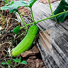 film perforato di messa a terra, film della barriera del vapore, film della serra, Panda Film agricolo, film riflettente di Maylar 11