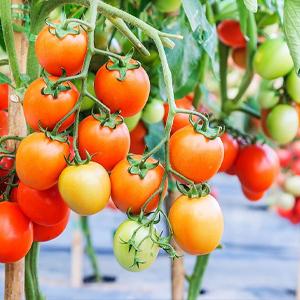 Stuoia del diserbo, copertura al suolo, letto di fiore, pacciame, lastricatori, bordo, pali del giardino, barriera dell'erbaccia, paesaggio 17