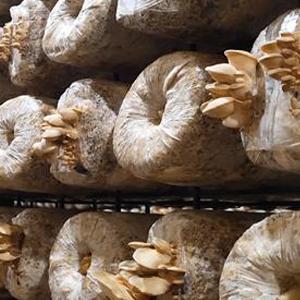 Le borse crescenti del fungo autoclavabile, borse delle uova del fungo, stanno sulle borse durevoli, rifornimenti del giardino, respirabili 4