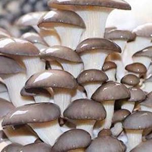 Le borse crescenti del fungo autoclavabile, borse delle uova del fungo, stanno sulle borse durevoli, rifornimenti del giardino, respirabili 5