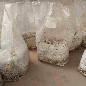 Le borse crescenti del fungo autoclavabile, borse delle uova del fungo, stanno sulle borse durevoli, rifornimenti del giardino, respirabili 6