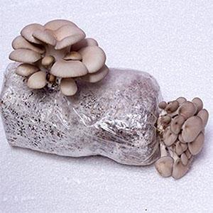 Le borse crescenti del fungo autoclavabile, borse delle uova del fungo, stanno sulle borse durevoli, rifornimenti del giardino, respirabili 8