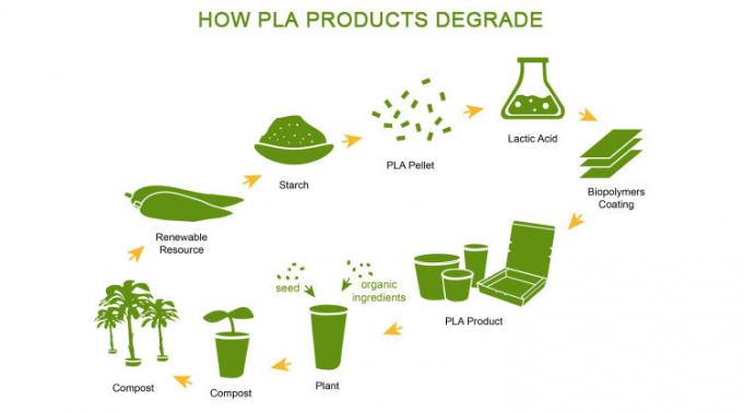 Tazze di caffè biodegradabili amichevoli concimabili della bagassa della tazza 8/12oz Eco della canna da zucchero, polpa della bagassa della canna da zucchero 4