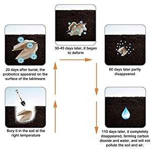 La copertura superiore concimabile elimina i contenitori di alimento, la bagassa eliminabile naturale, ecologica, Sugar Cane Fibers 3